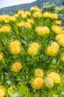 Aldeia da Cuada, Azores, Portugal. Yellow wildflowers on Flores Island. Art Print